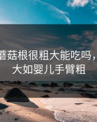 紫色的蘑菇根很粗大能吃吗，他的巨大如婴儿手臂粗